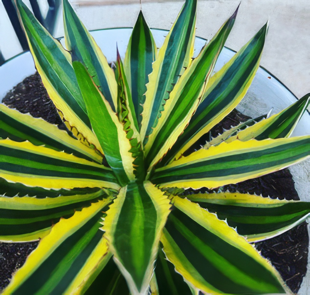 Read more about the article Jeff came home with an Agave!