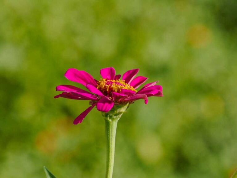 The Buzz in the Garden