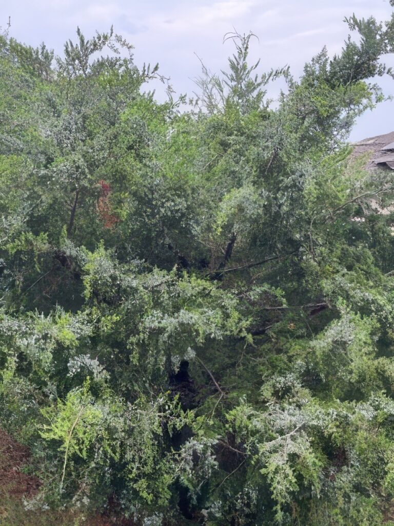 Texas Cedar?  Love it or Loath It