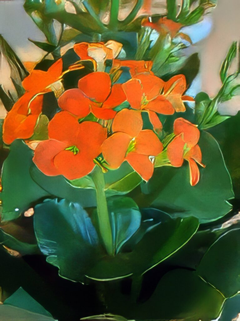 Kalanchoe