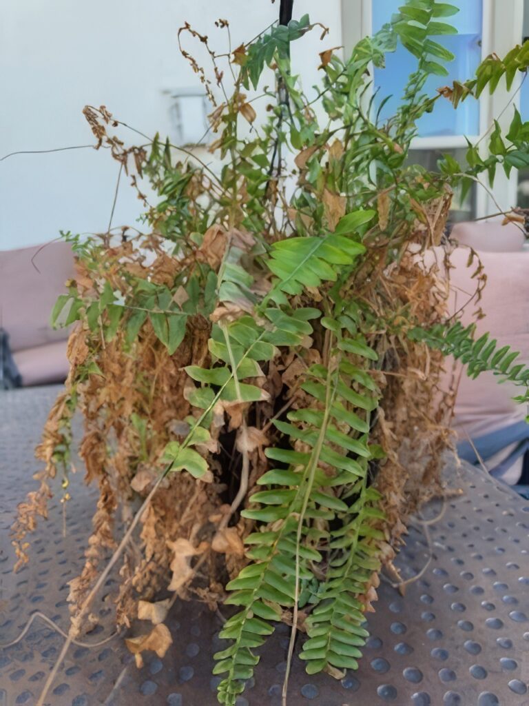 Rejuvenating a Crunchy Boston Fern