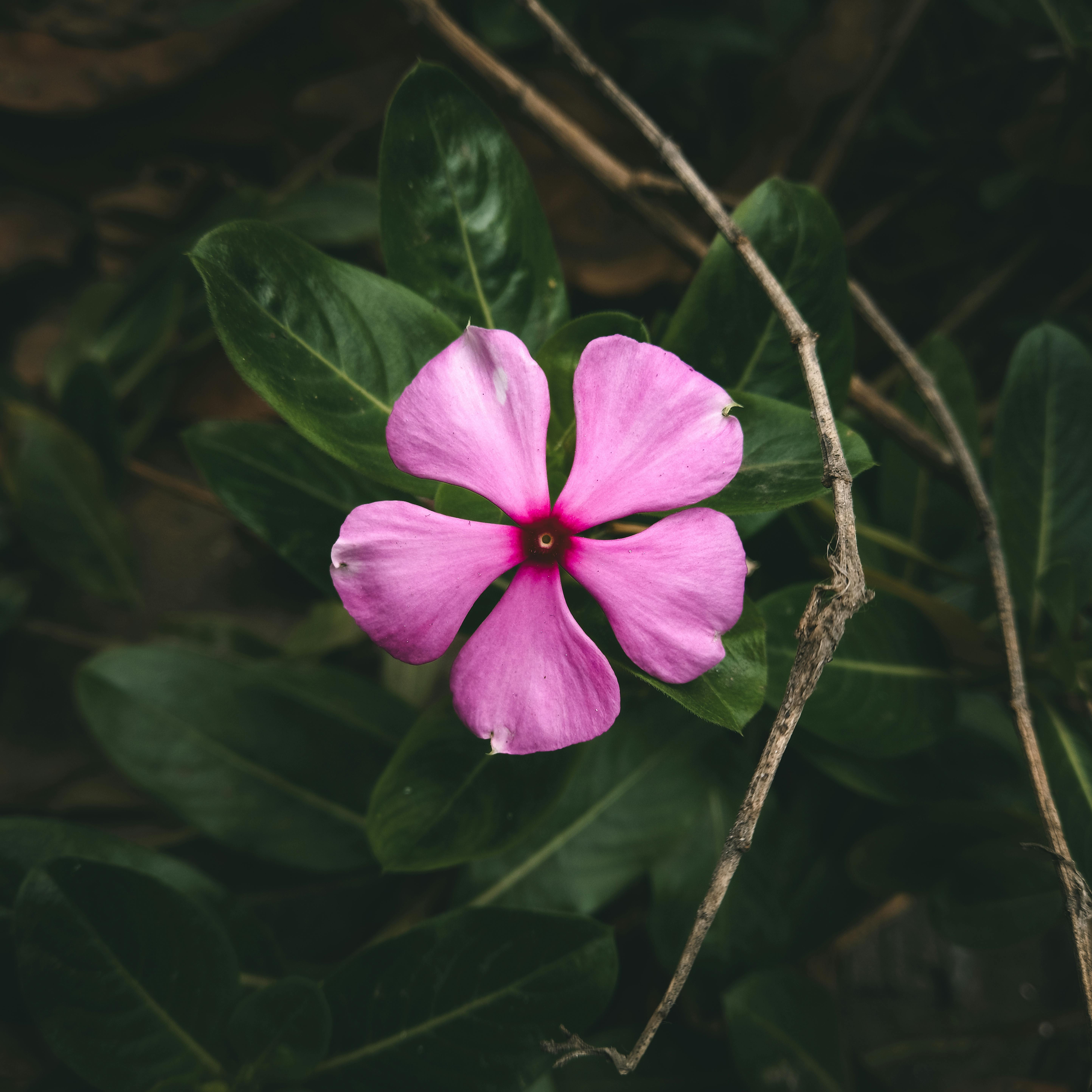 You are currently viewing We love Bur Oaks and Madagascar Periwinkle and Gingko Biloba